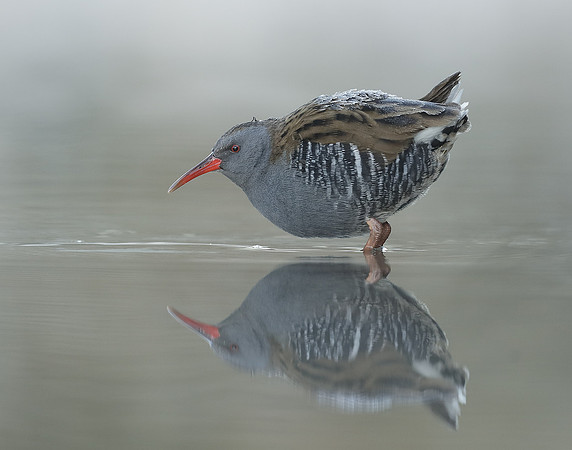 Water Rail Rallus aquaticus