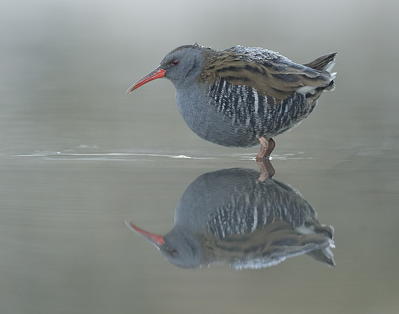Water Rail Rallus aquaticus