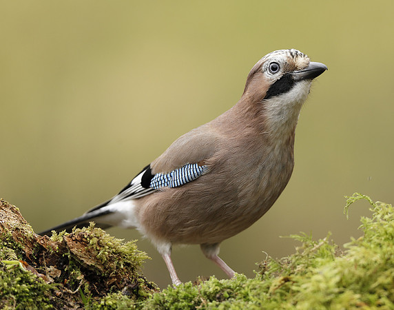Jay Corvus glandarius