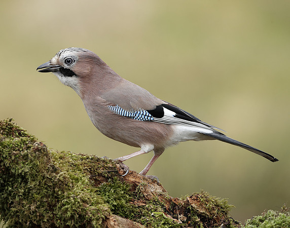 Jay Corvus glandarius