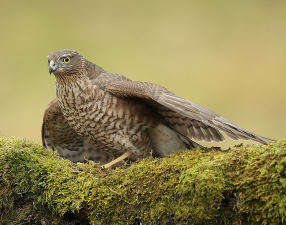 Sparrowhawk Accipiter nisus