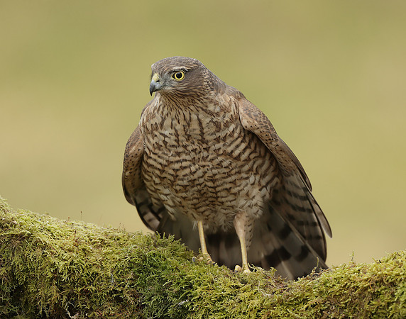 Sparrowhawk Accipiter nisus
