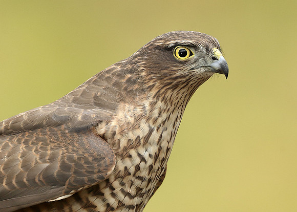 Sparrowhawk Accipiter nisus