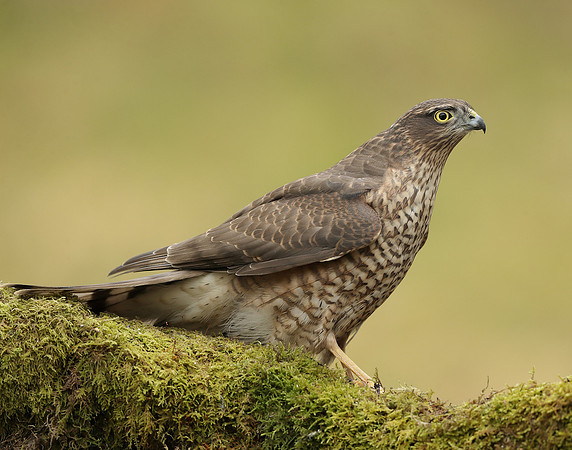 Sparrowhawk Accipiter nisus