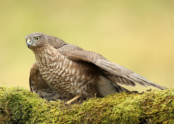 Sparrowhawk Accipiter nisus