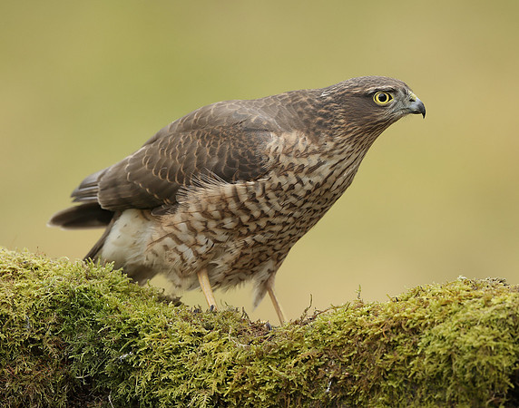 Sparrowhawk Accipiter nisus