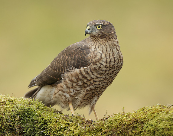 Sparrowhawk Accipiter nisus