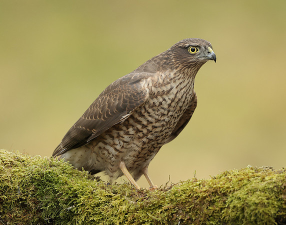 Sparrowhawk Accipiter nisus