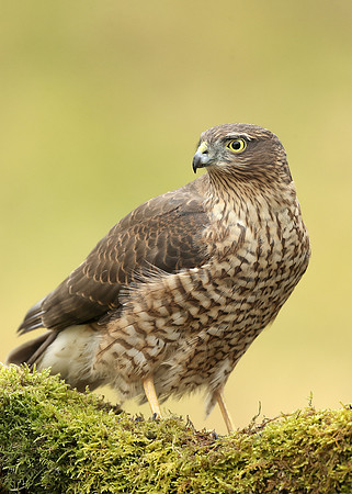 Sparrowhawk Accipiter nisus
