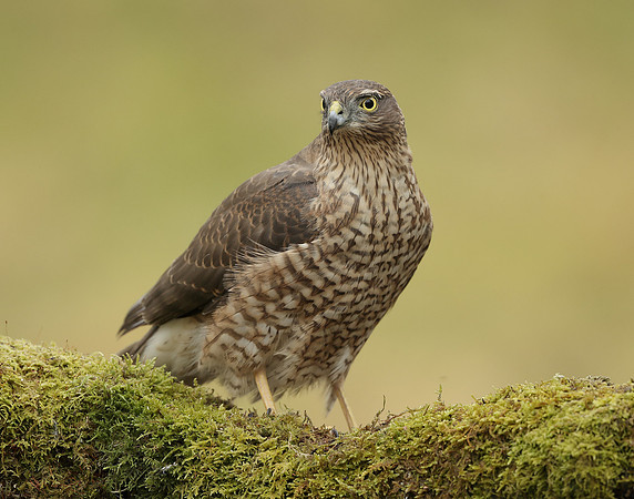 Sparrowhawk Accipiter nisus
