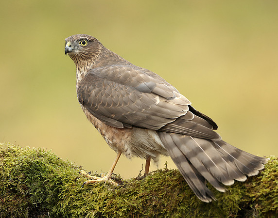 Sparrowhawk Accipiter nisus