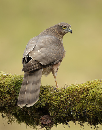 Sparrowhawk Accipiter nisus