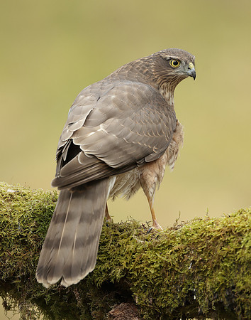 Sparrowhawk Accipiter nisus