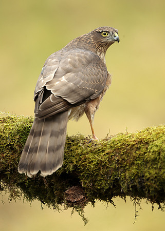 Sparrowhawk Accipiter nisus