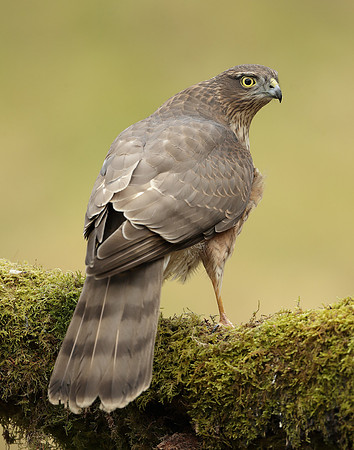Sparrowhawk Accipiter nisus
