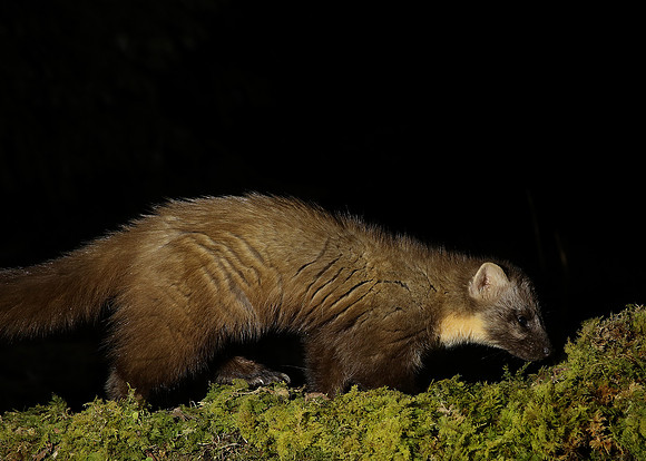 Pine Marten Martes martes