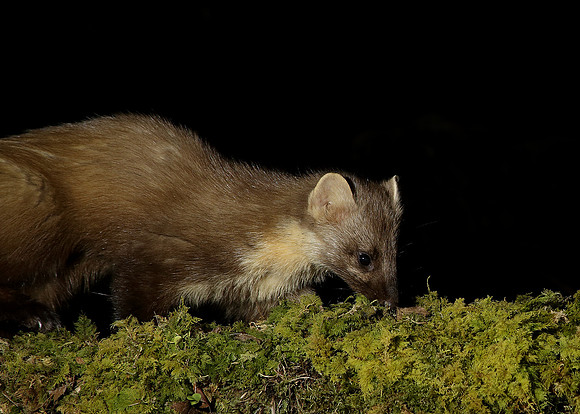 Pine Marten Martes martes