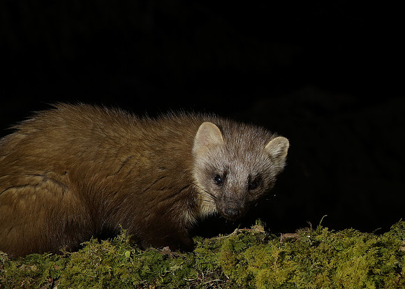 Pine Marten Martes martes