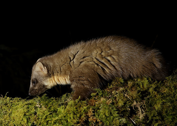 Pine Marten Martes martes