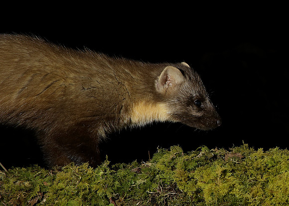 Pine Marten Martes martes