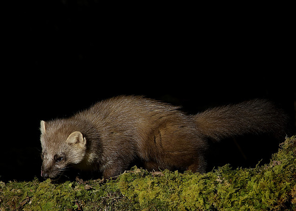 Pine Marten Martes martes