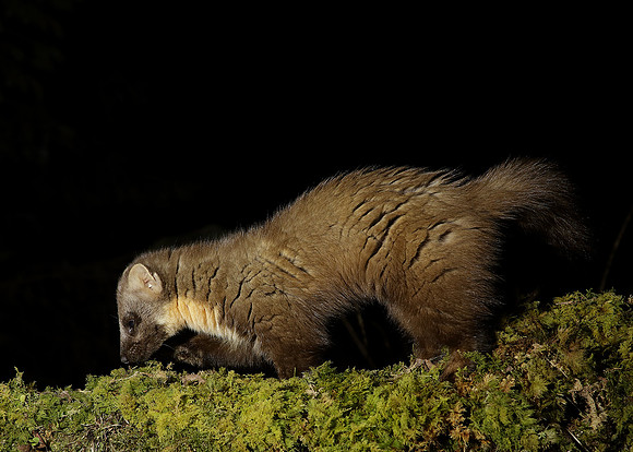 Pine Marten Martes martes