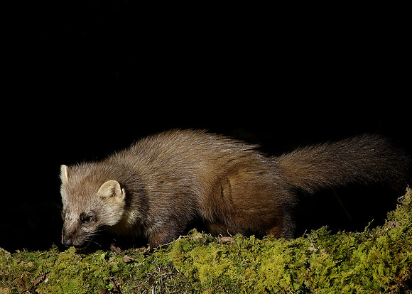 Pine Marten Martes martes