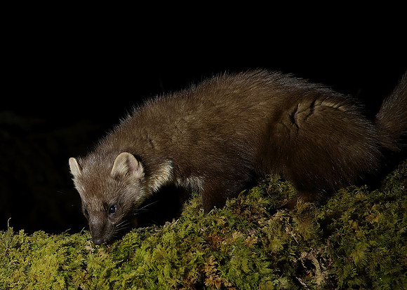 Pine Marten Martes martes