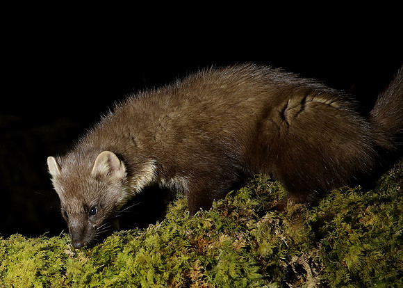 Pine Marten Martes martes