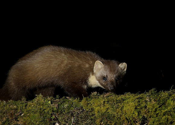 Pine Marten Martes martes