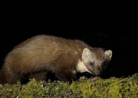 Pine Marten Martes martes