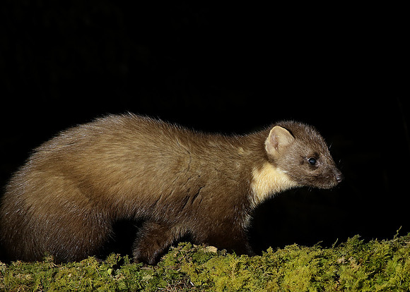 Pine Marten Martes martes