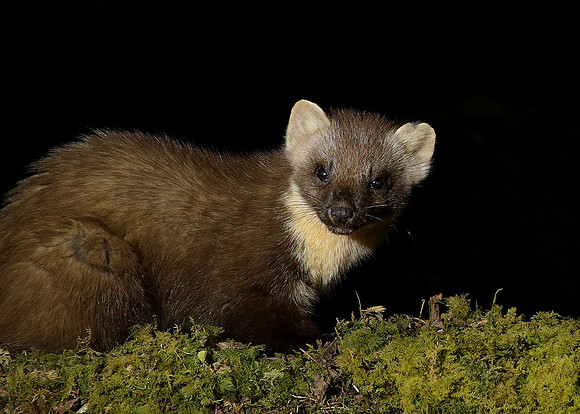 Pine Marten Martes martes