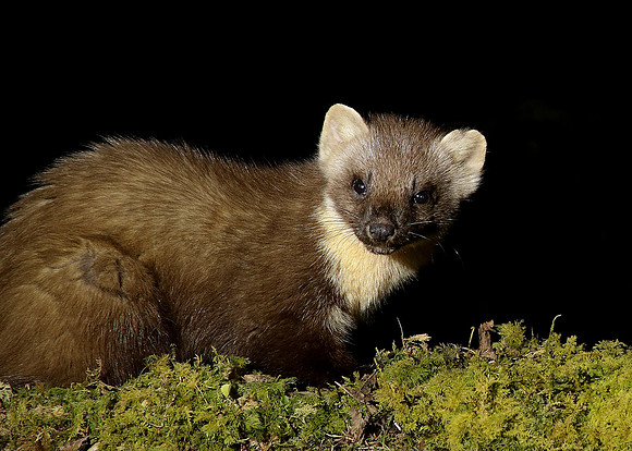 Pine Marten Martes martes
