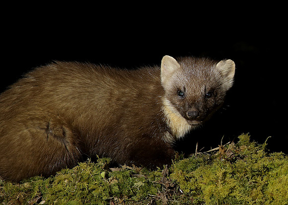 Pine Marten Martes martes