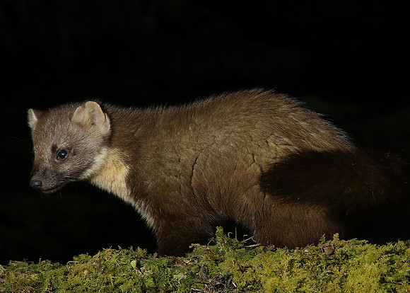 Pine Marten Martes martes