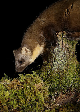 Pine Marten Martes martes