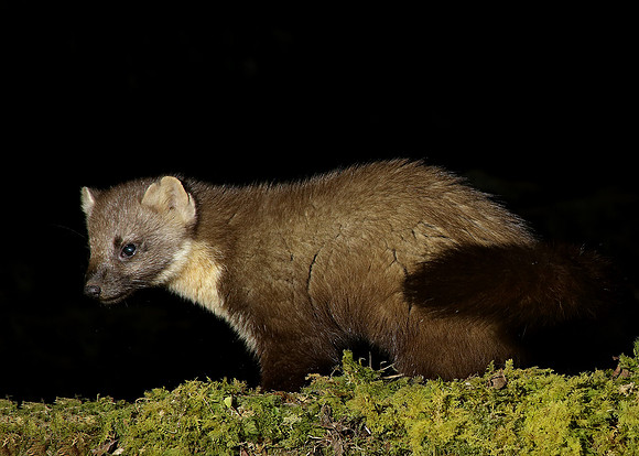 Pine Marten Martes martes