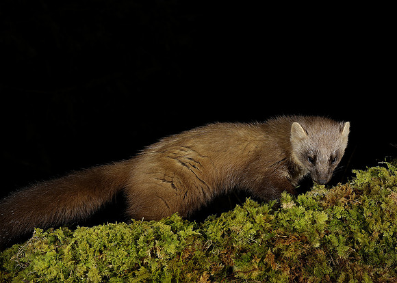 Pine Marten Martes martes