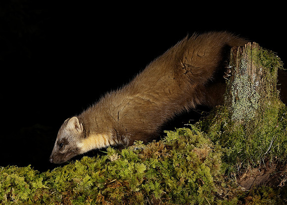 Pine Marten Martes martes