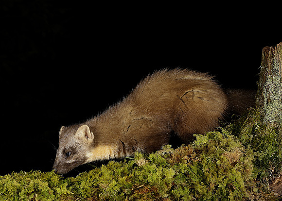 Pine Marten Martes martes