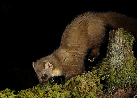 Pine Marten Martes martes
