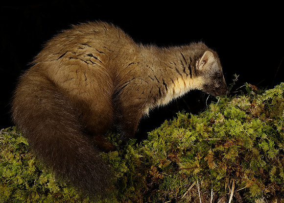 Pine Marten Martes martes