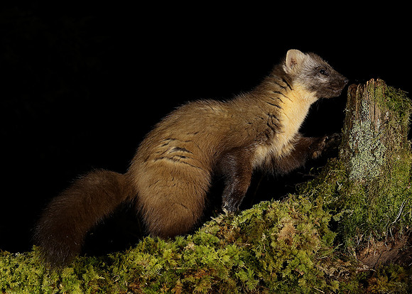 Pine Marten Martes martes
