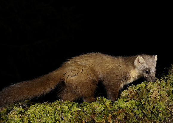 Pine Marten Martes martes