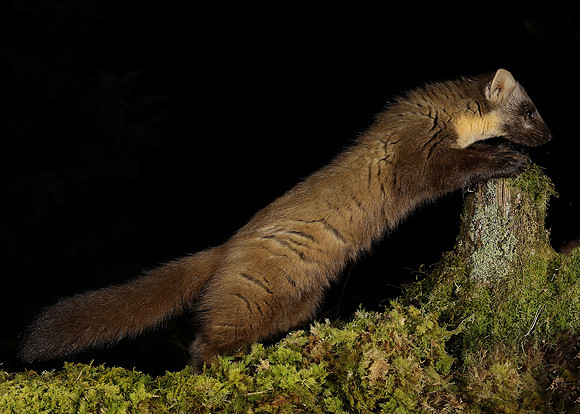 Pine Marten Martes martes