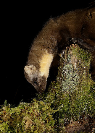 Pine Marten Martes martes