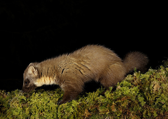 Pine Marten Martes martes