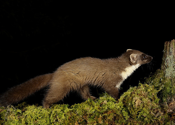 Pine Marten Martes martes