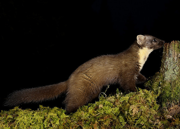 Pine Marten Martes martes